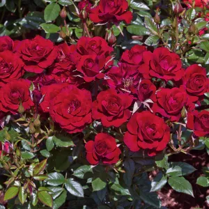 Ruby_Ruby_Miniat_4e63f1b247ad1.jpg